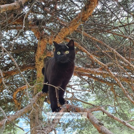 Photo 1/1 Pouki Chat perdu à Beaufort