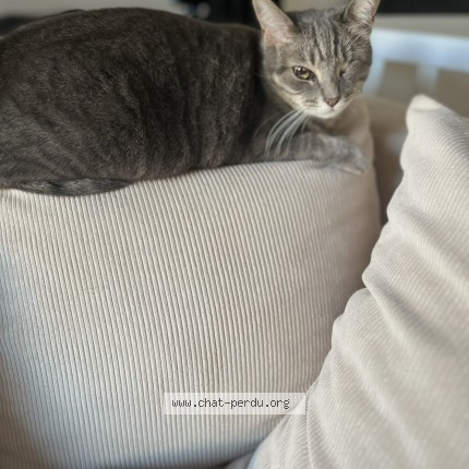 Photo 1/1 fifille Chat perdu à Saint laurent du var