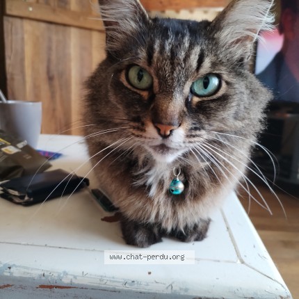 Photo de chat perdu à Les Etilleux