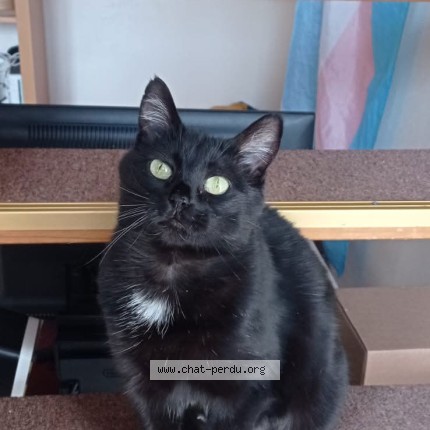 Photo de chat perdu à St Georges Les Baillargeaux