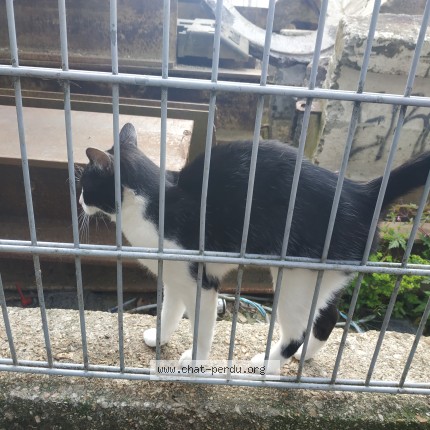 Photo de chat trouvé à Evry Courcouronnes Evry