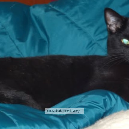 Photo de chat perdu à Nancy