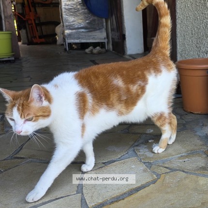 Photo 1/1 Chat retrouvé Trouvé à Montauban