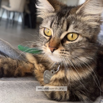 Photo de chat perdu à Toulouse