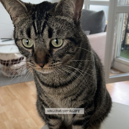 Photo 1/1 maki Chat perdu à Saint nazaire