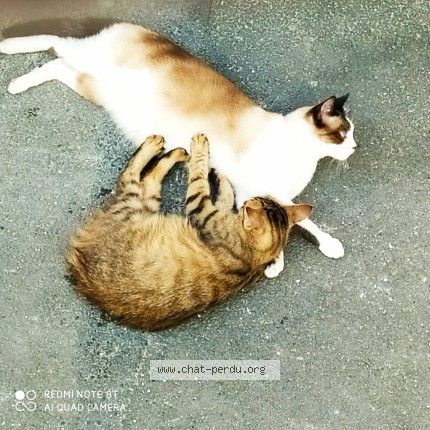 Photo 1/1 Chat retrouvé Perdu à Nimes