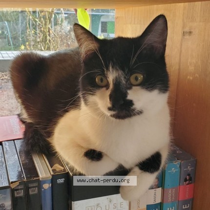 Photo 1/1 Bussy Chat perdu à Pin