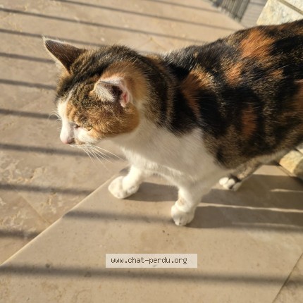 Photo 1/1 Chat trouvé Trouvé à Besancon