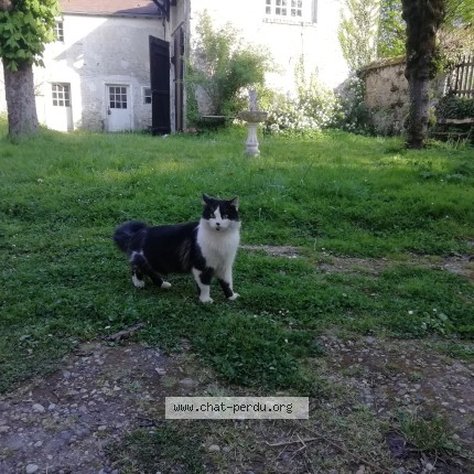 Photo 1/1 Chat trouvé Trouvé à Etampes