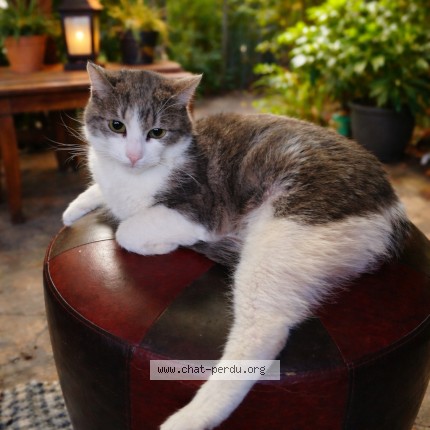 Photo 1/1 tigrou Chat perdu à Serques