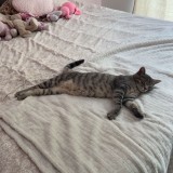 gusgus