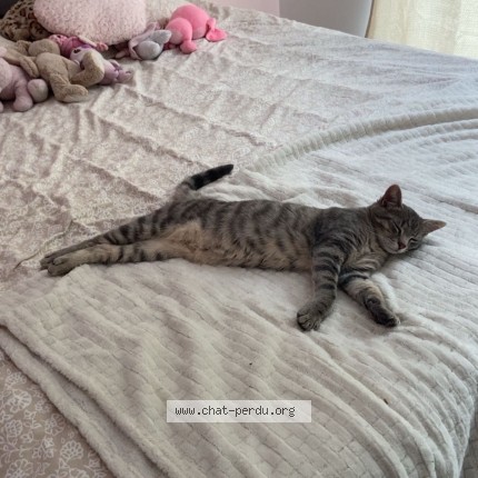 Photo de chat perdu à Yvoir