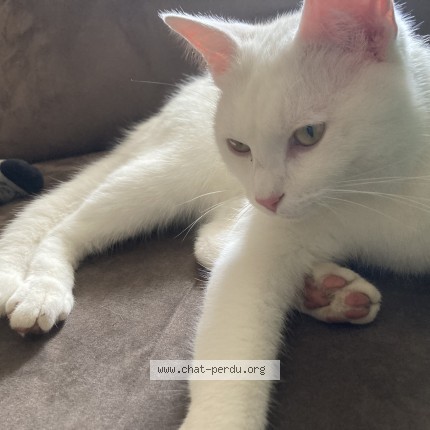 Photo 1/1 Pablo Chat perdu à Chignin
