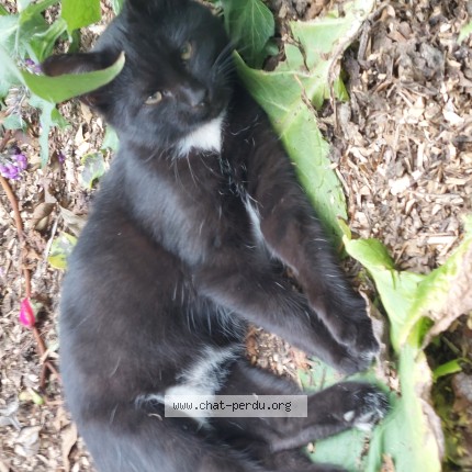 Photo de chat perdu à Havre