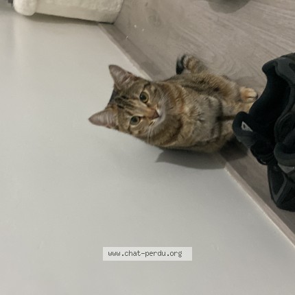 Photo 1/1 bella Chat perdu à Chatelet