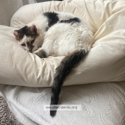 Photo 1/1 Marguerite Chat perdu à Asnieres sur seine