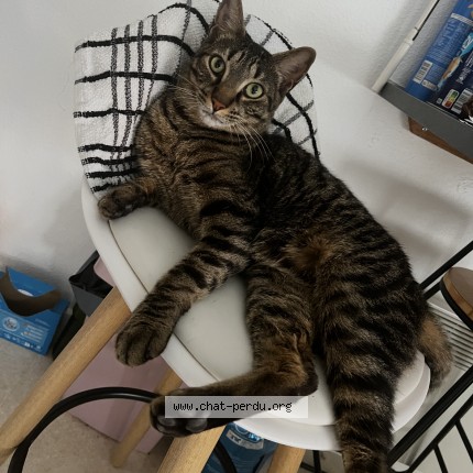 Photo de chat perdu à Rieumes