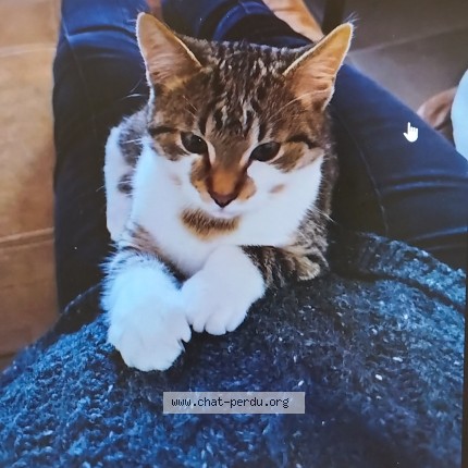 Photo 1/1 Cherry Chat perdu à Egheze