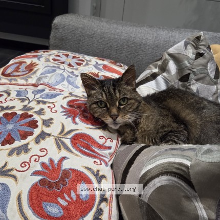 Photo de chat perdu à Bettembourg