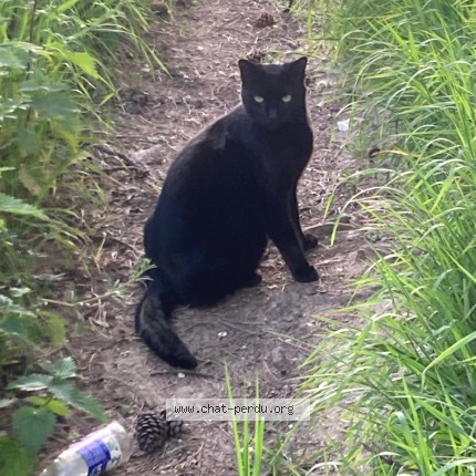 Photo 1/1 Chat trouvé Trouvé à Amiens