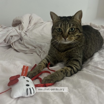 Photo de chat perdu à Bondoufle