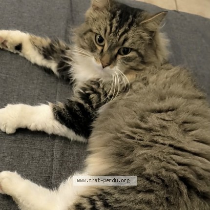 Photo de chat perdu à Ougree