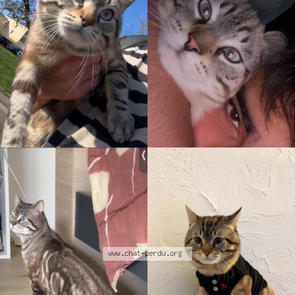 Photo 1/1 suki Chat perdu à Argenteuil