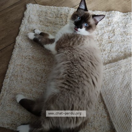 Photo 1/1 Chat retrouvé Perdu à Vendin les bethune