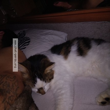 Photo 1/1 niglo Chat perdu à La mothe saint heray