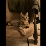 Zina