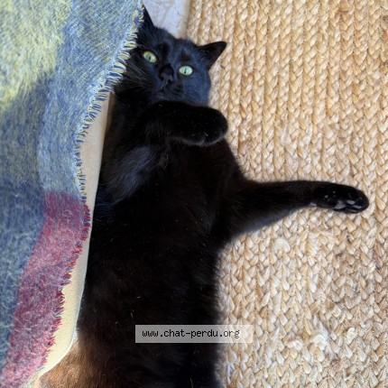 Photo de chat perdu à Epinay Sous Senart