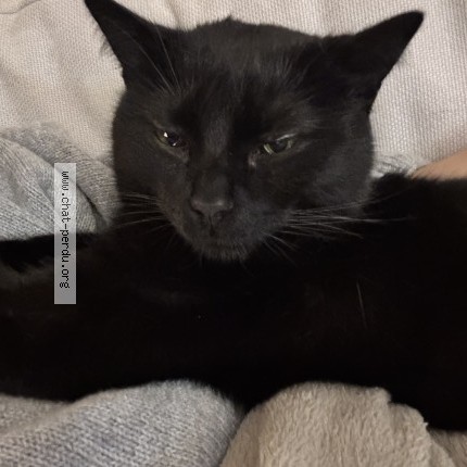 Photo 2/3 Upsy Chat perdu à Epinay sous senart