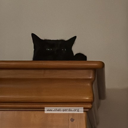 Photo 3/3 Upsy Chat perdu à Epinay sous senart