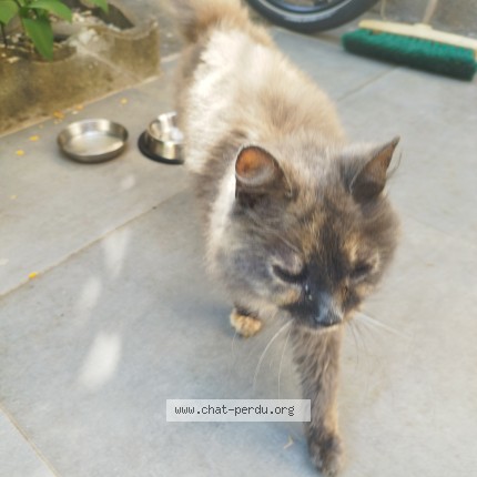 Photo de chat trouvé à Nancy