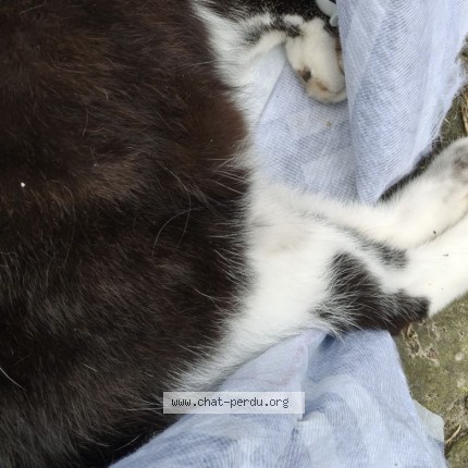 Photo de chat trouvé à Bruxelles