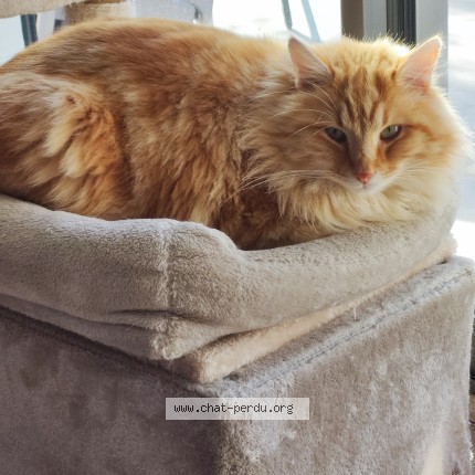 Photo 1/1 coccolino Chat perdu à Raphele les arles