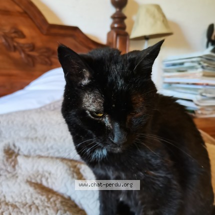 Photo de chat trouvé à Villars