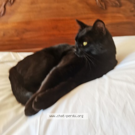 Photo 1/1 Syndicat Chat perdu à Villars