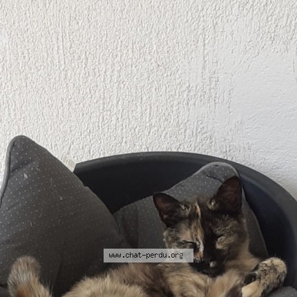 Photo 1/1 Castagna Chat perdu à Casamozza lucciana