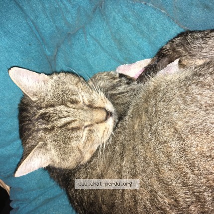 Photo 1/1 ZOLA Chat perdu à Saint usage