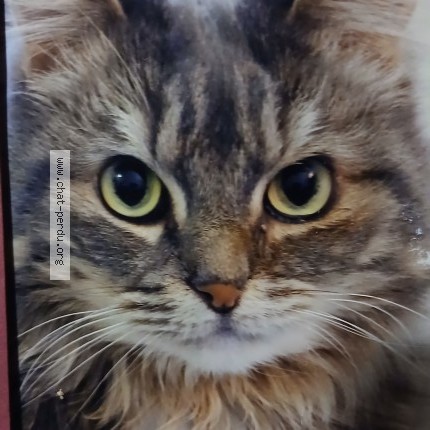 Photo 1/1 Zouzou Chat perdu à Le Rheu