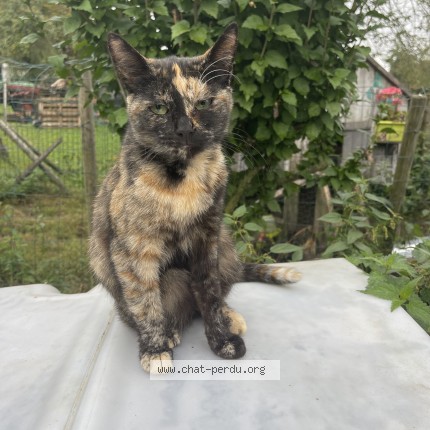 Photo 1/1 cléopatre Chat perdu à Ayeneux