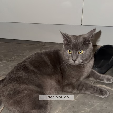Photo 1/1 brooklyn Chat perdu à Vitry sur seine