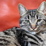 Photo de chat retrouvé à Saint Germain En Laye