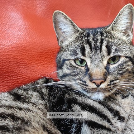 Photo 1/4 Malou Chat perdu à Saint germain en laye