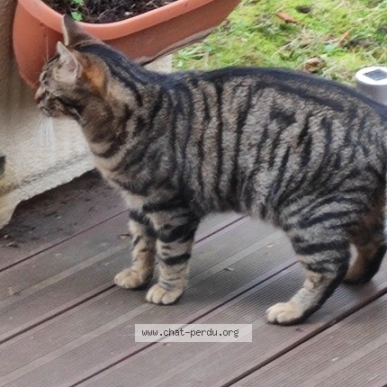 Photo 2/4 Malou Chat perdu à Saint germain en laye