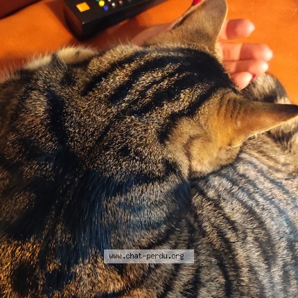 Photo 3/4 Malou Chat perdu à Saint germain en laye
