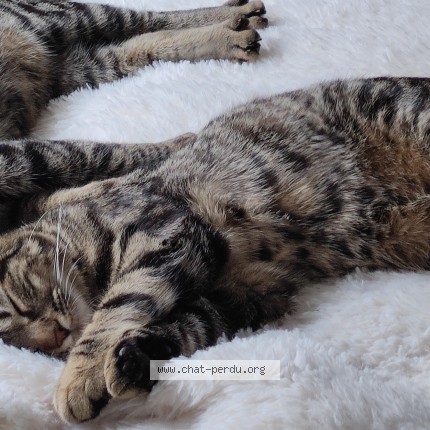 Photo 4/4 Malou Chat perdu à Saint germain en laye