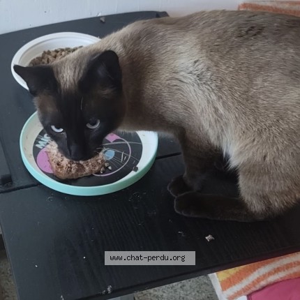 Photo de chat trouvé à Marseille