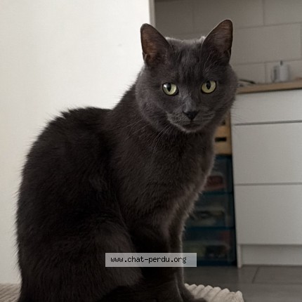 Photo 1/1 Hera Chat perdu à Asnieres sur seine